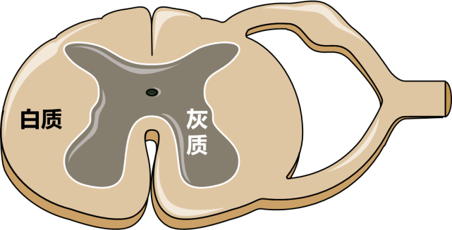 的司令部,那么脊髓就是大脑司令部向人体各部位传达命令的途径(灰质)