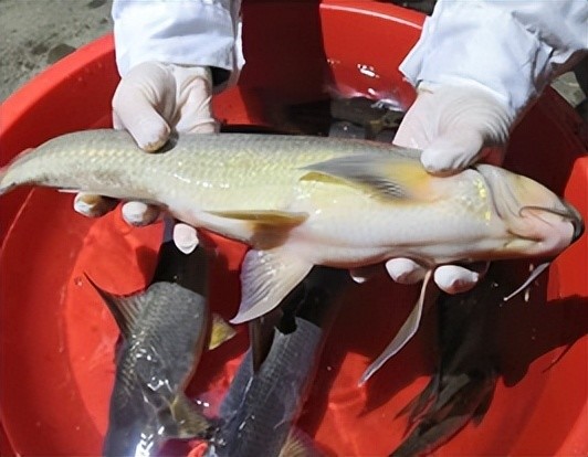 拯救濒危鱼类,长江珍稀特有"圆口铜鱼"是如何人工繁育的?-腾讯新闻