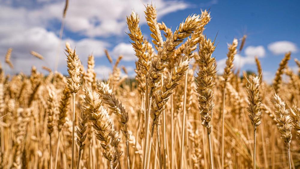 麦浪飘香观丰景