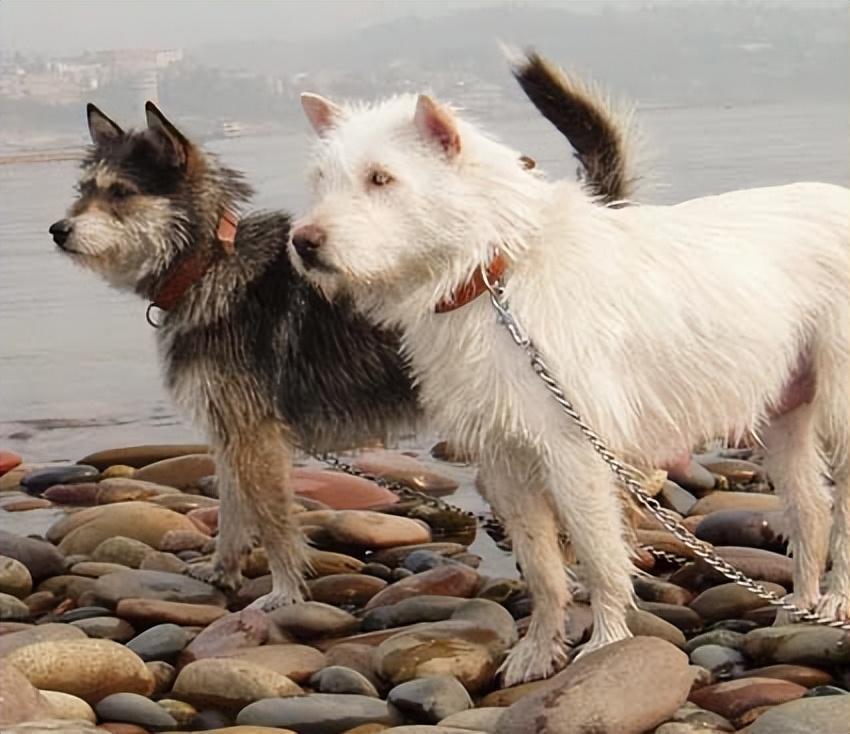 四,貴州下司犬三,四川涼山犬二,四川青川犬中華田園犬小七仔中華田園