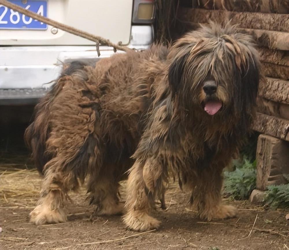 十六,太行犬十七,蒙古獒十八,鄂倫春獵犬長毛系十九,昆馬犬,本犬非