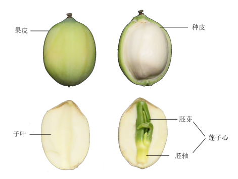 為什麼我吃的蓮子一點都不清甜可口_騰訊新聞