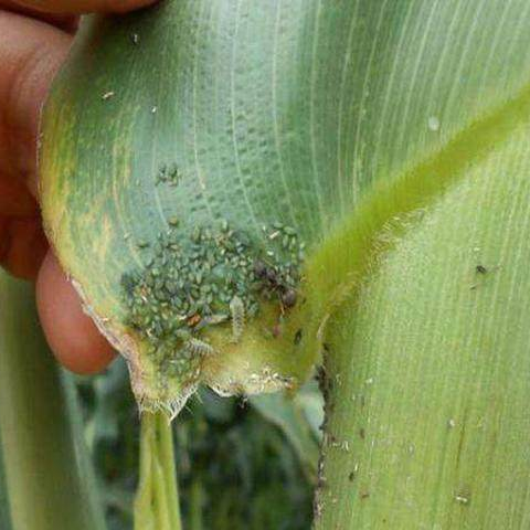 【动植物检疫】带你了解植物检疫性有害生物之玉米矮花叶病毒