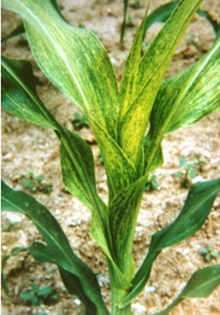 【动植物检疫】带你了解植物检疫性有害生物之玉米矮花叶病毒_腾讯