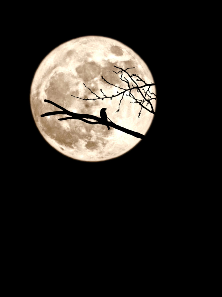 十五的月亮十五圆!楚雄最佳赏月地点在这些地方_腾讯新闻