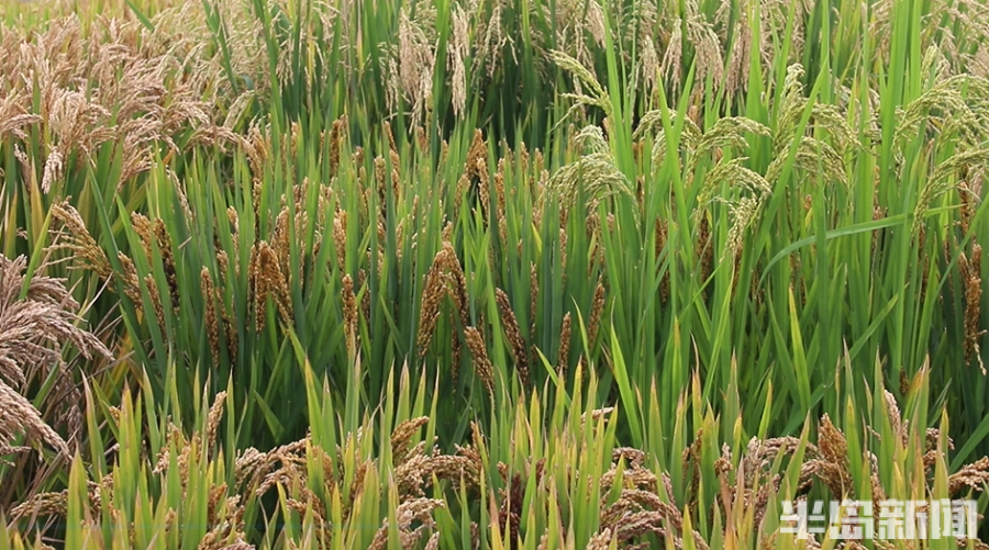 估产量尝米质看抗性海水稻进入成熟期单株选种开始了