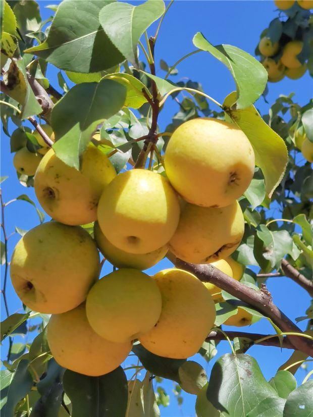 昌平区阳坊镇后白虎涧京白梨成熟待摘 总产量可达35万斤