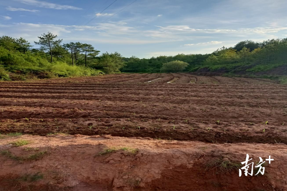 推動3500餘畝撂荒地完成復耕複種,南雄水口鎮這樣做的_騰訊新聞