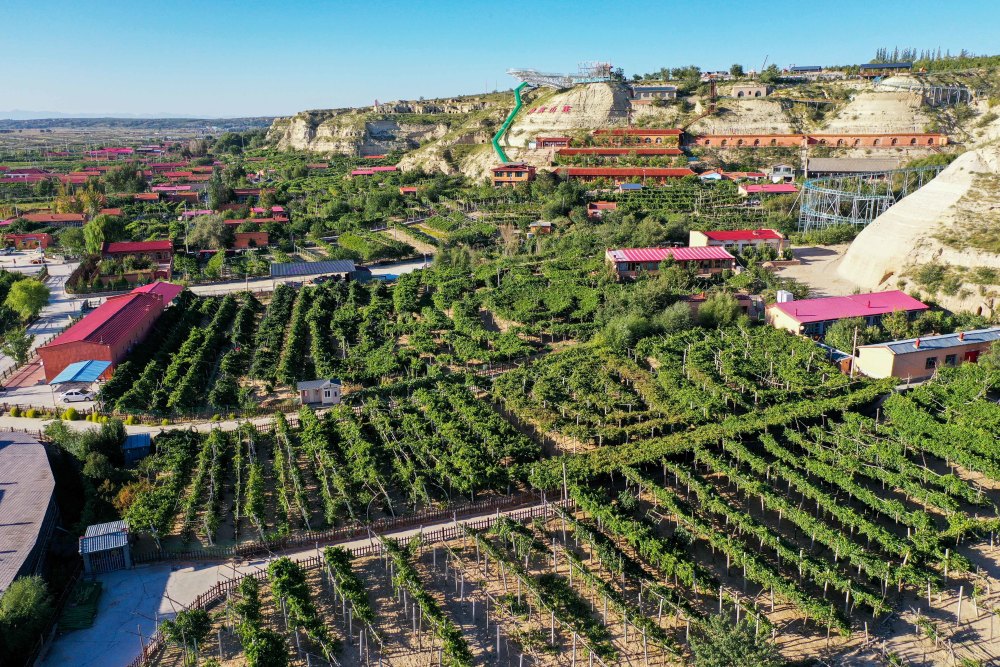 内蒙古托克托县葡萄熟了农民笑了