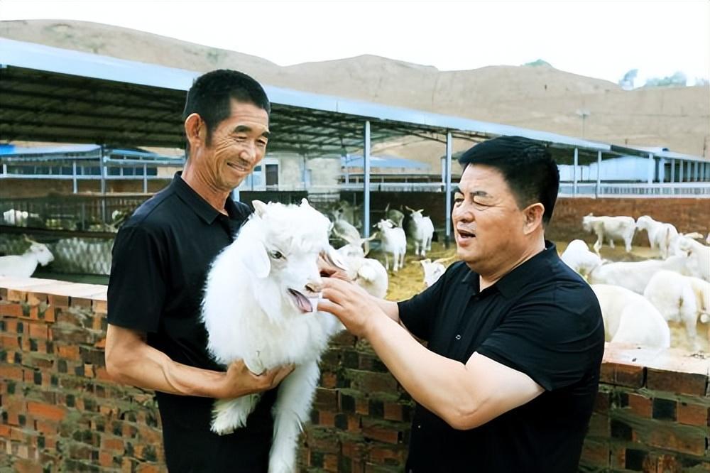 陕西横山人才让羊产业迸发活力