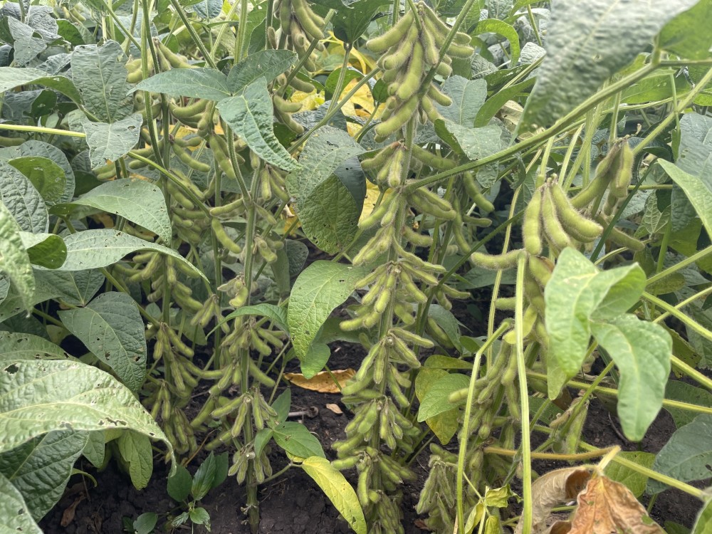 绥化庆安县:试种优质大豆 金秋丰收在望