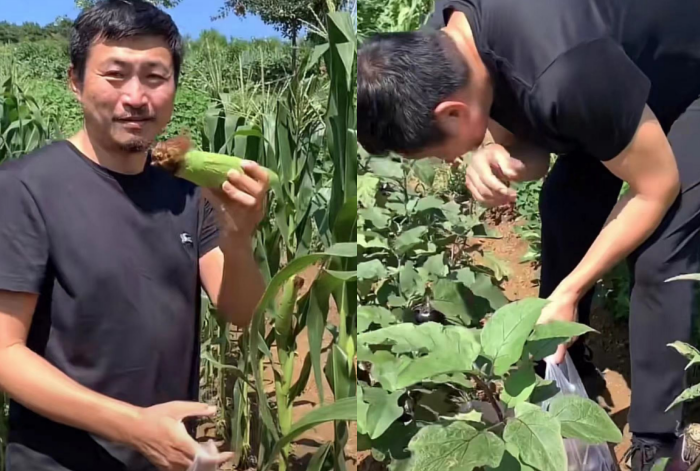 8位明星下乡干农活:60岁曹荣喂猪,赶牛,王艳带手套摘豆角_腾讯新闻