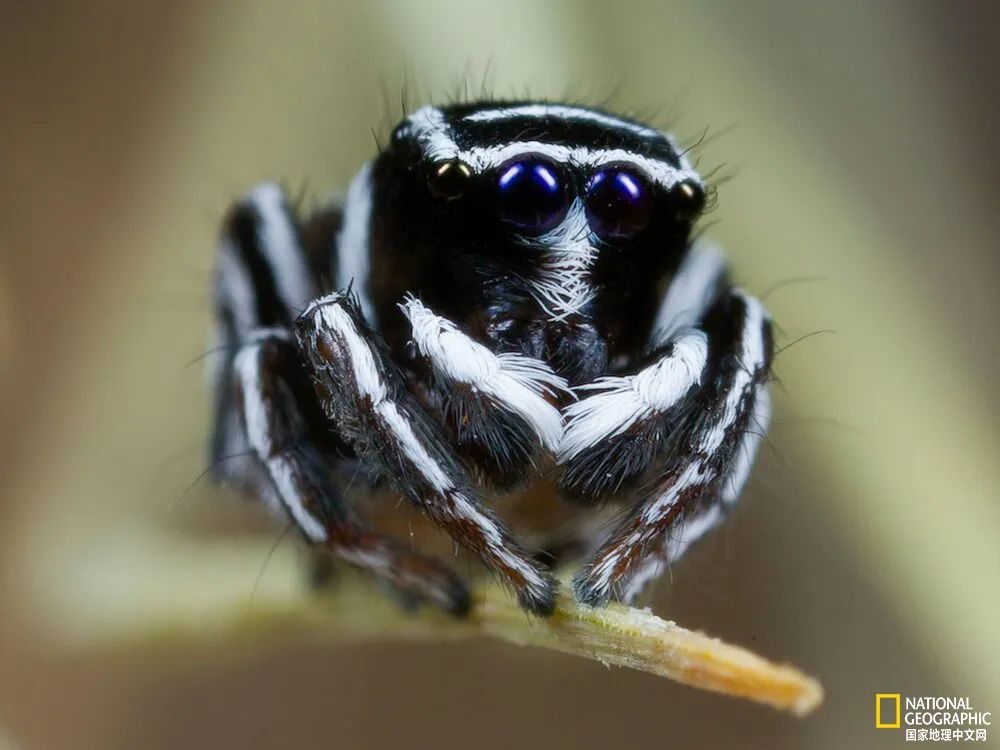 学名maratus sceletus的孔雀跳蛛,因为它的黑白图案像卡通骷髅,得到了