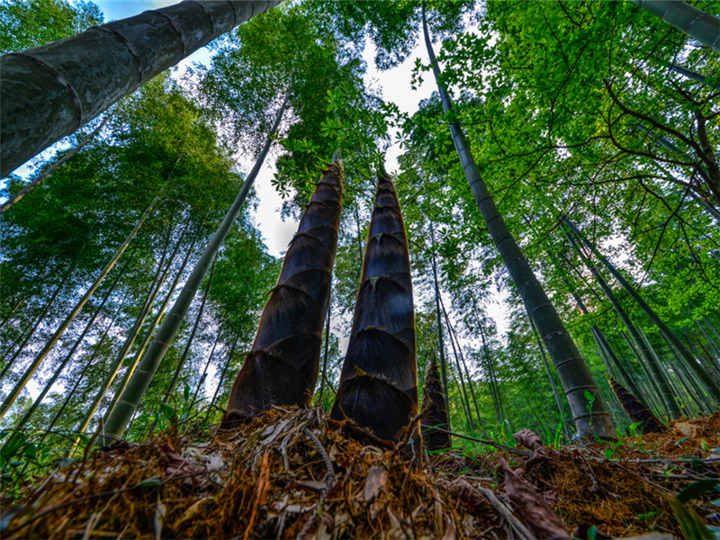 竹旅文体康桃江盛产的竹笋它是这么回事