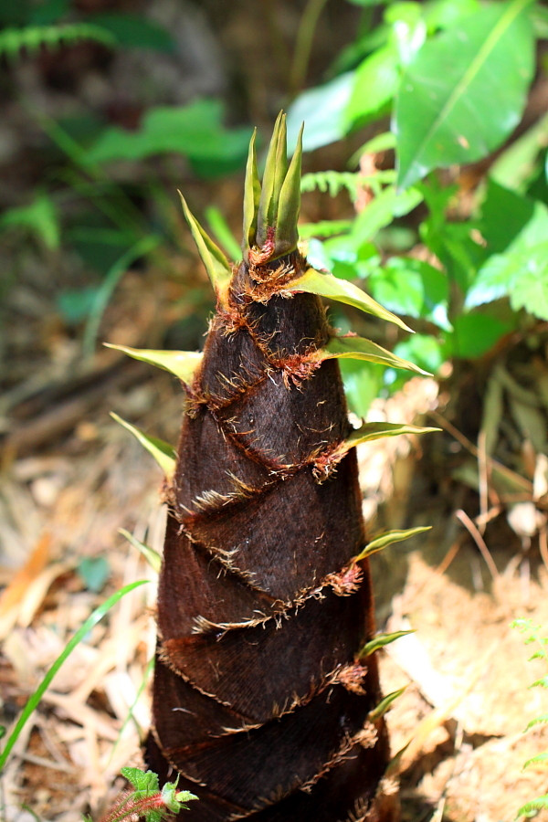 竹旅文体康桃江盛产的竹笋它是这么回事