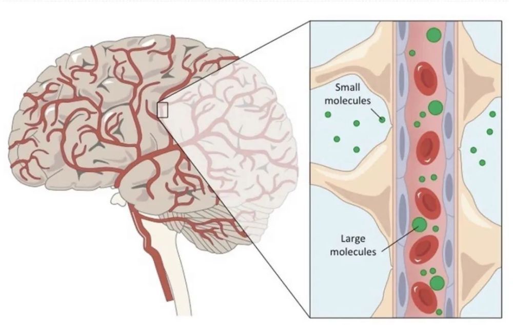 超声这个用途你可能没想到:打通血脑屏障,送入抗癌药物_腾讯新闻