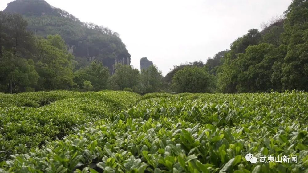 武夷山岩茶品牌排行榜_武夷岩茶、武夷红茶再登中国品牌价值百强榜单