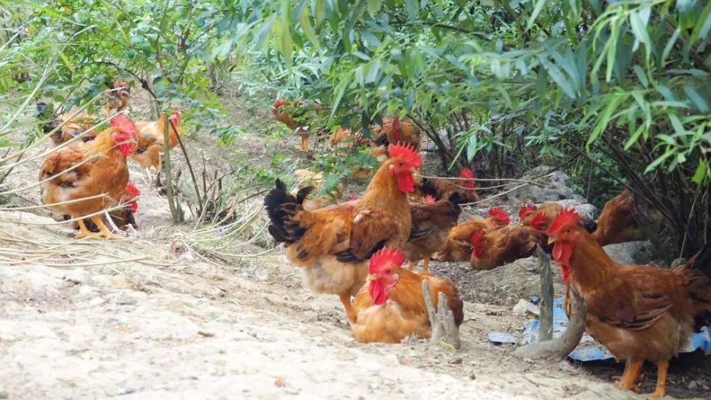 致富经鸡_致富鸡蛋批发点_致富鸡用淘汰蛋鸡赚钱