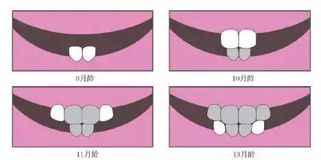 乳牙和马牙对比照图片