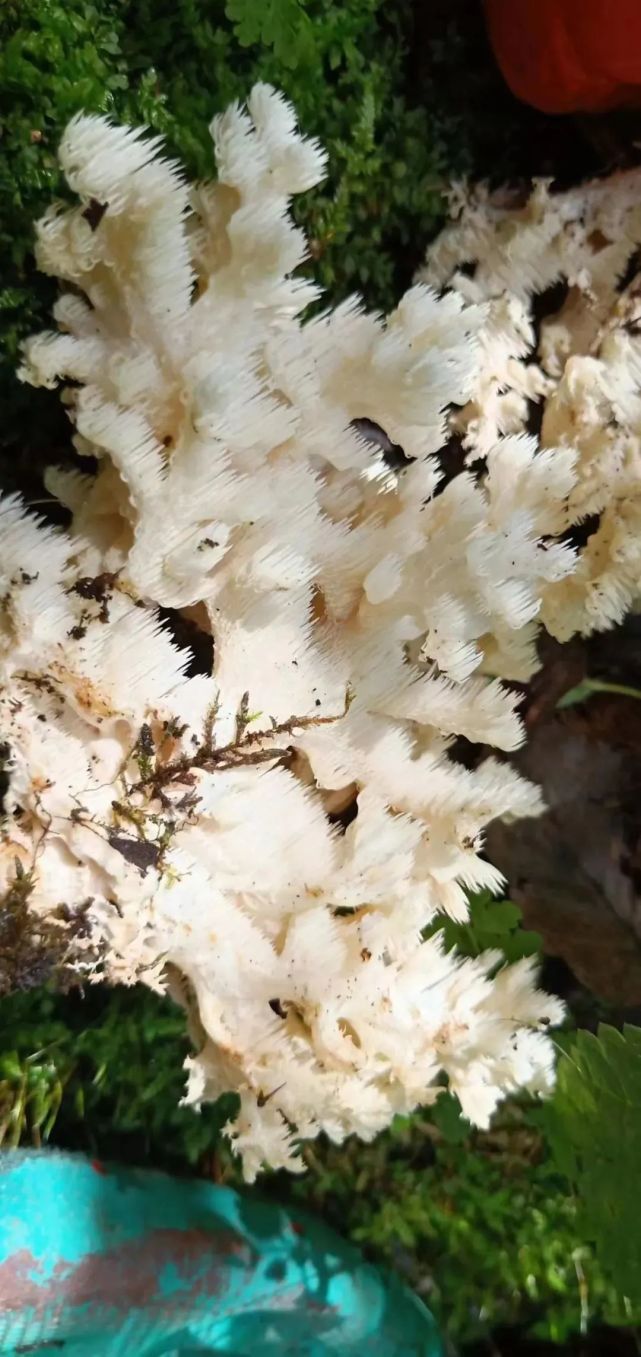甘肃连城国家级自然保护区首次发现并采集到珊瑚状猴头菇