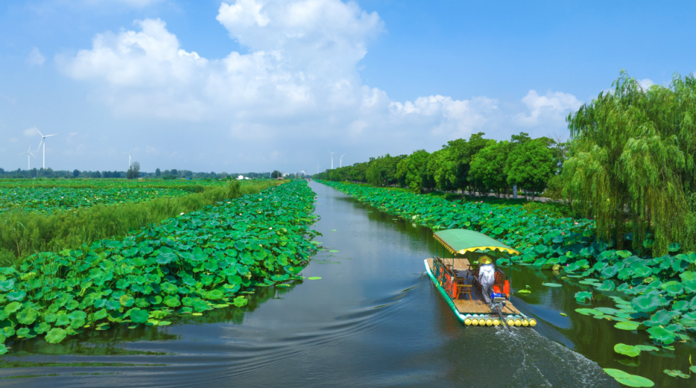 接天莲叶无穷碧,映日荷花别样红,淮安金湖万亩连片荷花荡