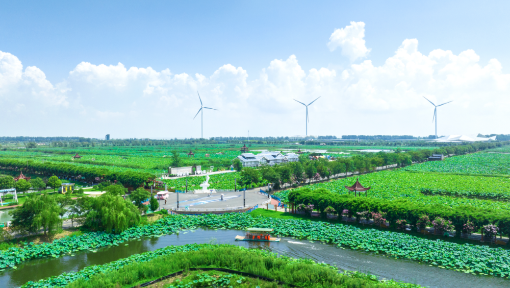 接天莲叶无穷碧,映日荷花别样红,淮安金湖万亩连片荷花荡_腾讯新闻