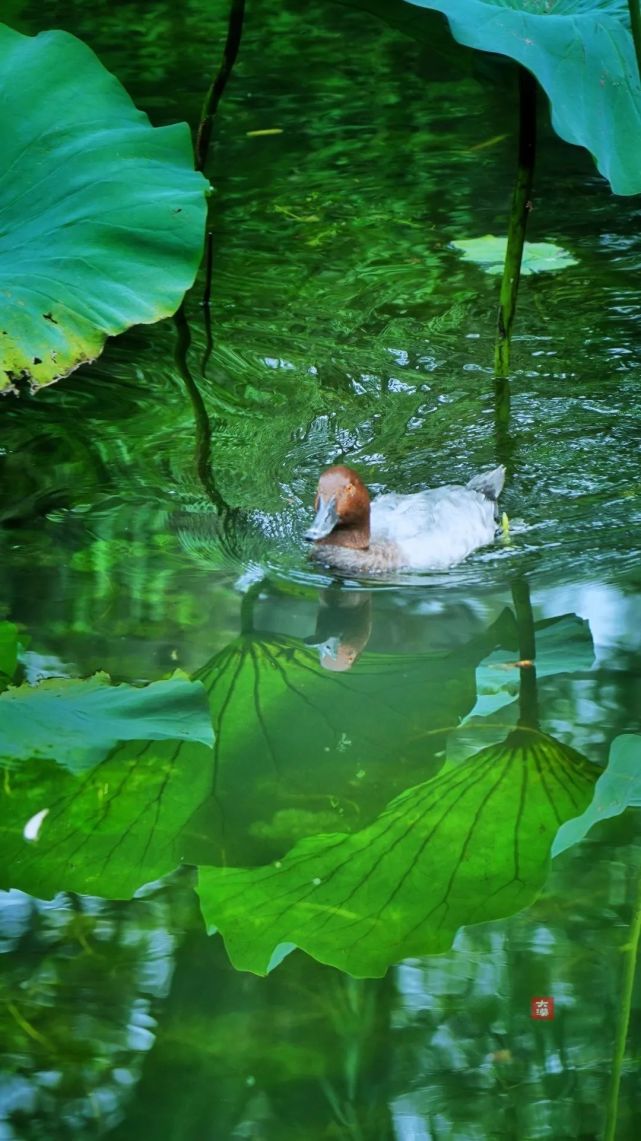 苏州日历|凉风收暑意,拙政园.