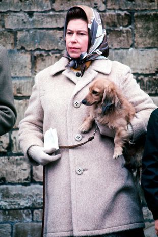 英国女王的爱犬柯基入镜伊丽莎白女王暖心回应