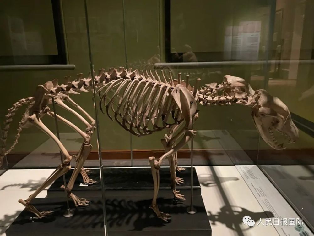 袋狼的化石图片