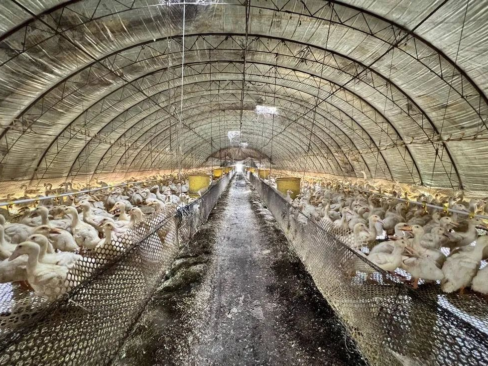 大棚养鸭催生循环农业