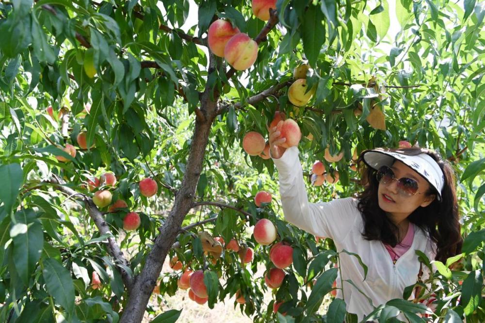 来一场甜蜜的采摘之旅吧!河南沁阳多个果园喜迎丰收季_腾讯新闻