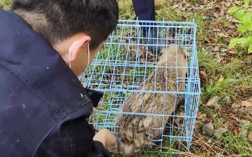 遏制放生乱象，用法律维护生态平衡丨新京报社论
