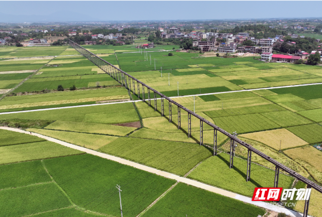 图为安平镇上街村万亩高标准农田.