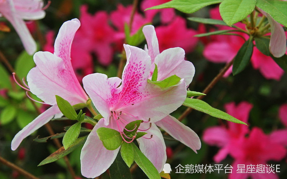9月9日 15日爱情运势 水到渠成 换位思考的四大星座 腾讯新闻