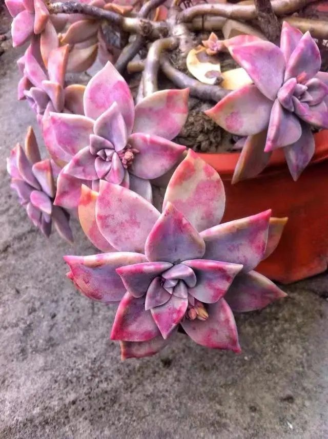 浙江网友养的"胧月"多肉,颜色太漂亮了,我第一眼就看懵了