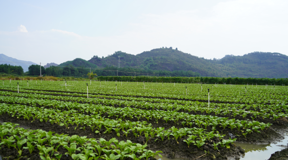 百亿菜心的抱负|白露时节秋耕忙,连州菜心预计国庆后可上市!