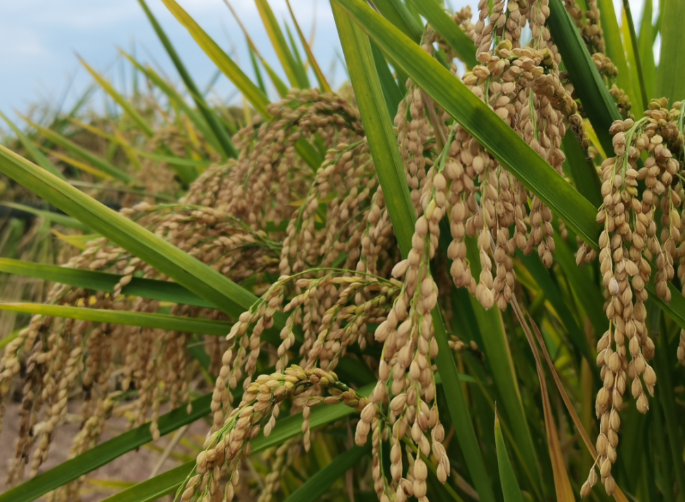水稻种绶粳103图片
