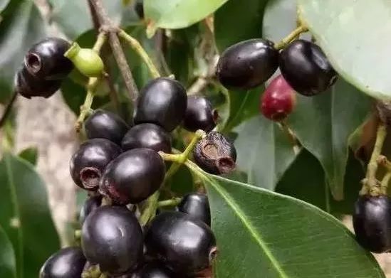 客家人小时候摘过的野果,你吃过几种?全吃过说明你老了