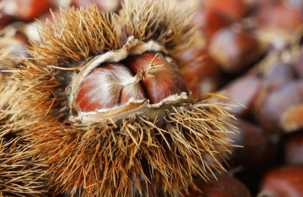 菱角又叫水栗,腰菱,菱实等,又称"水中落花生",外面是一层黑硬的外壳