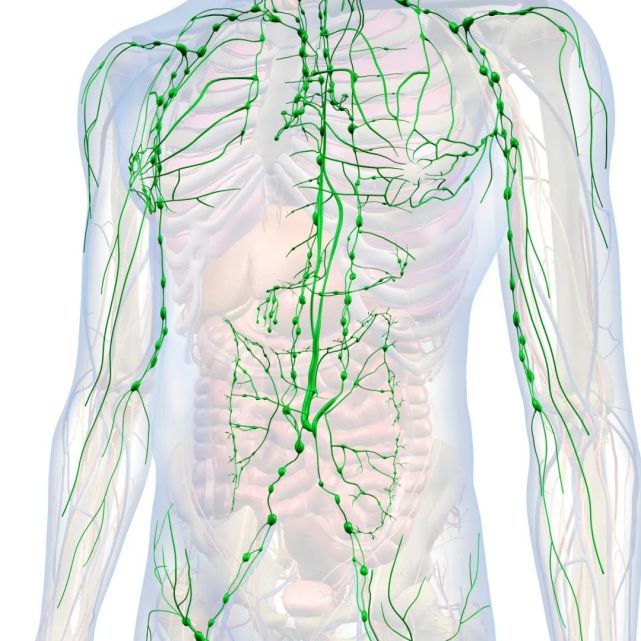 淋巴结是一种圆形或者椭圆形的结构,主要分布于颈部,腋下,腹股沟区