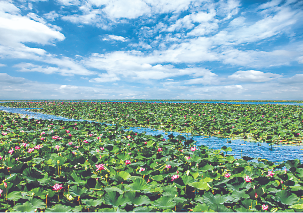 千湖之省·大美湿地|洪湖岸边唱新曲_腾讯新闻