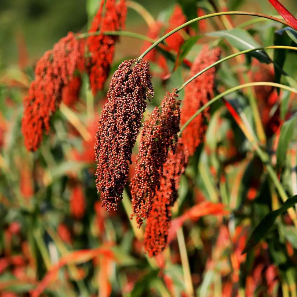 金沙酒业第二届红高粱节内核升级解开酱酒高质量发展的本质与逻辑