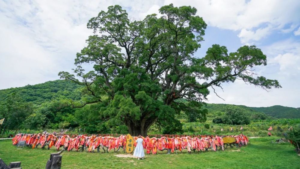 崇信"华夏古槐王":关山翠舞 槐荫天下_腾讯新闻