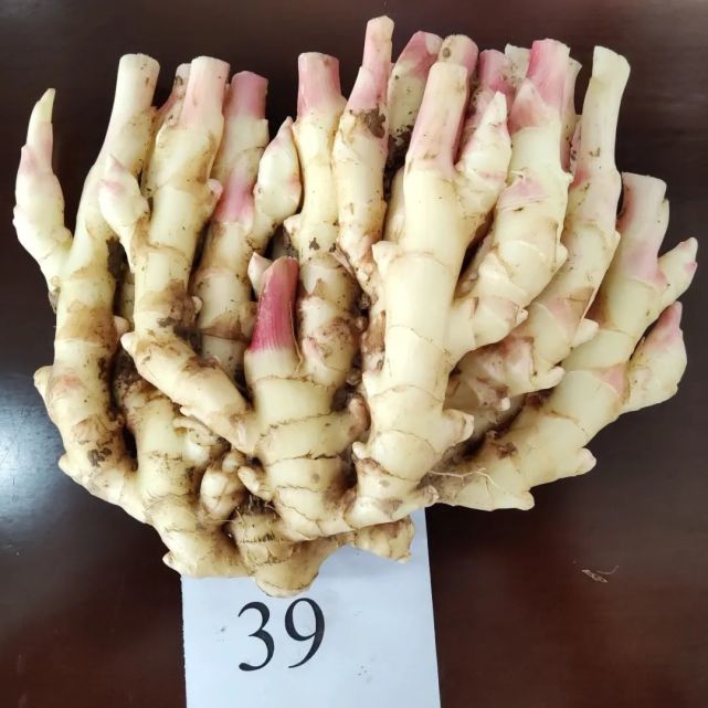 谁是"姜王"?您这一票很重要!