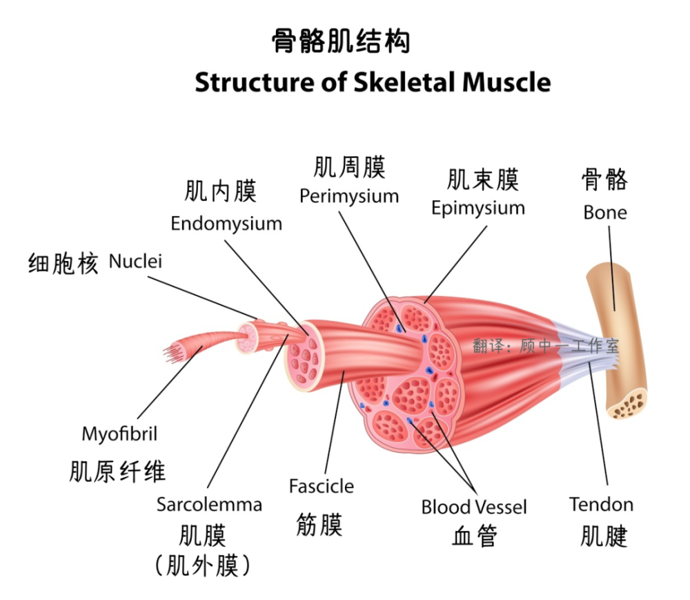 强烈,大强度收缩,肌肉纤维被过度牵拉,横纹肌细胞结构损伤过于严重