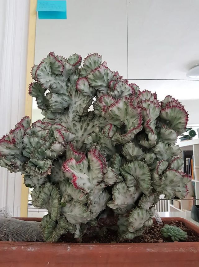 可快速繁殖的帝锦,彩春峰,室内盆栽养不用经常打理,适合新手