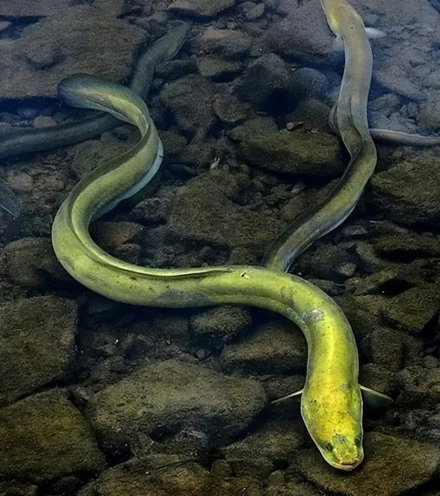 或许因为江鳗跨越江海湖河,熟识咸淡水的这种习性,这