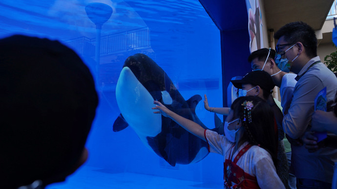 "今天上午的上海海昌海洋公园虎鲸展缸前,一名游客忍不住发出赞叹.