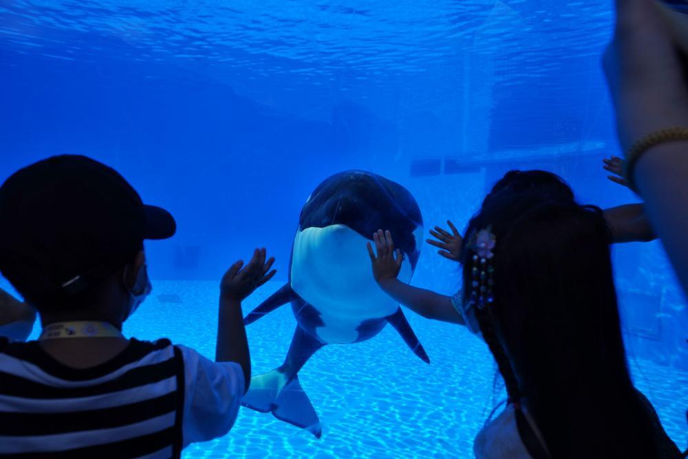 首只沪籍虎鲸宝宝满一周岁啦,来看看它有多萌多漂亮!_腾讯新闻