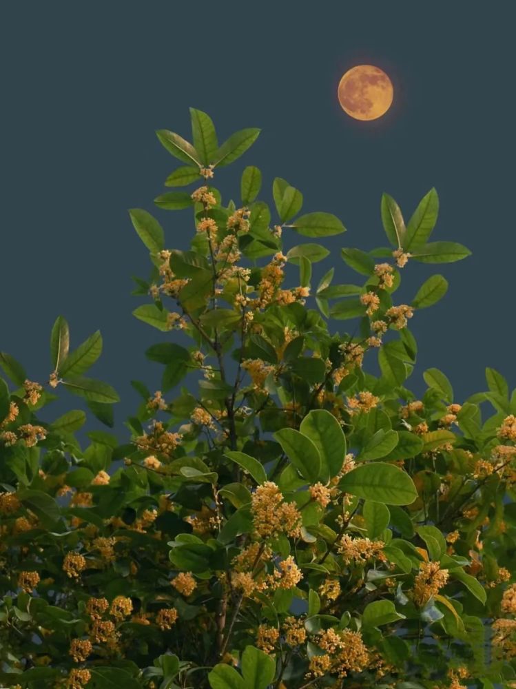 又是一年的花好月圆当"皓月"遇见"教师"是团圆撞上了感恩我们以故乡
